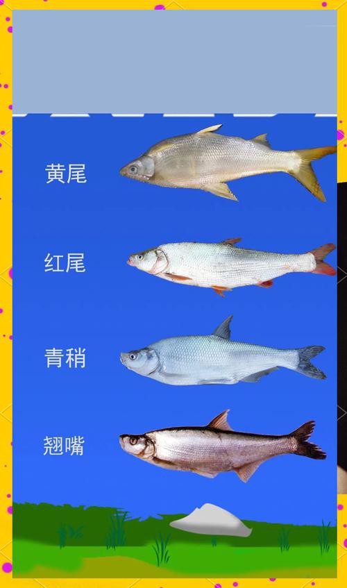 翹嘴和金龍魚的區別在哪里啊