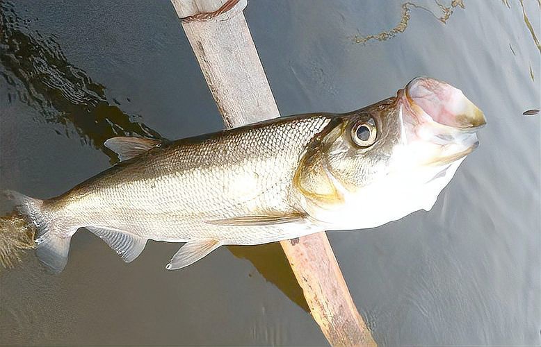 翹嘴和金龍魚的區(qū)別在哪里啊