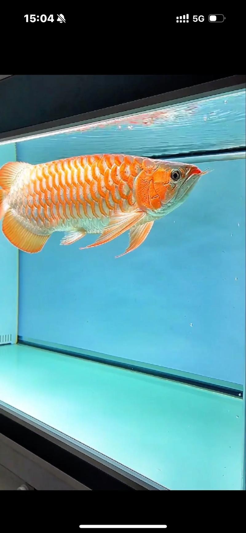 龍魚等級區分圖高清版