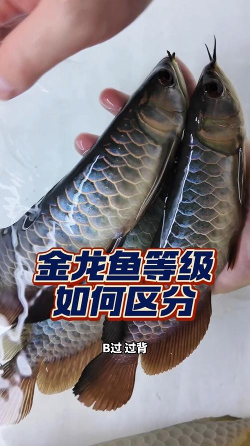 龍魚等級區分圖高清版