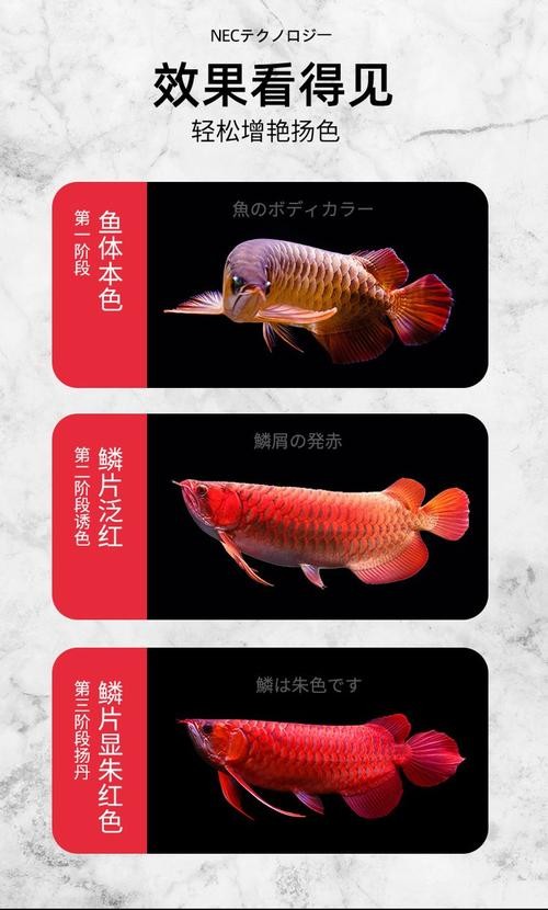 龍魚等級區分圖高清版
