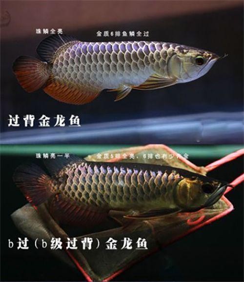 龍魚等級區分圖高清版
