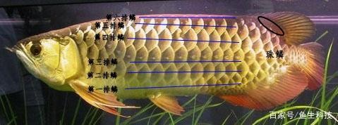 龍魚等級區分圖高清版