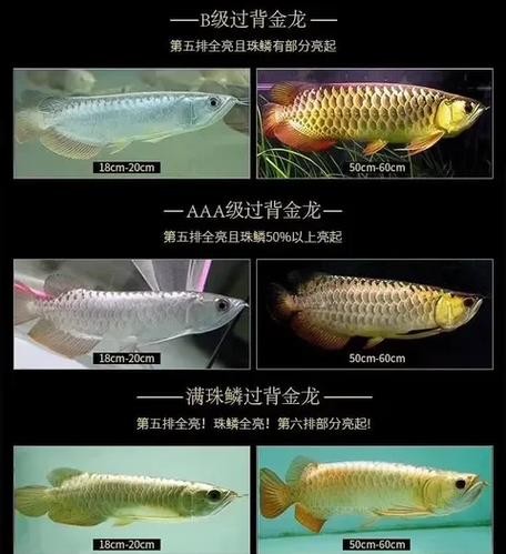 龍魚等級區分圖高清版