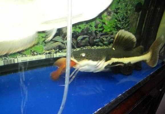 馬來西亞金龍魚和新加坡哪個好養活：馬來西亞金龍魚與新加坡金龍魚，哪個更好養？