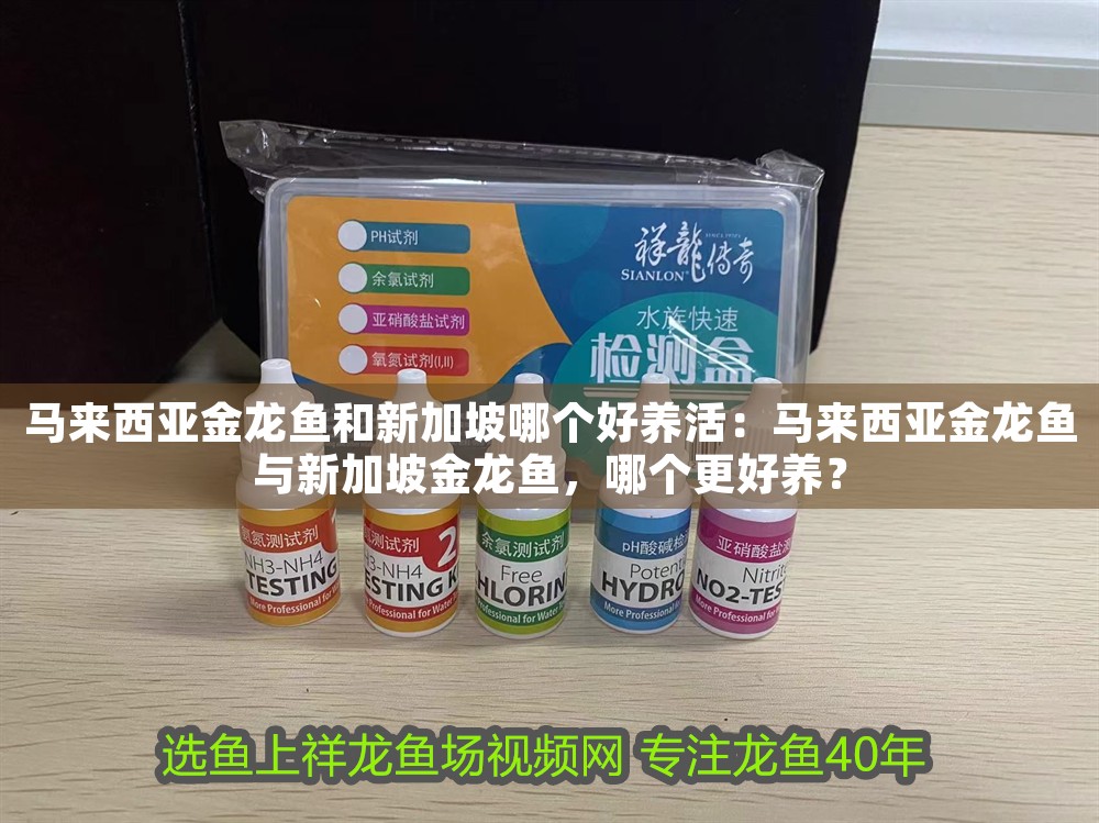 馬來西亞金龍魚和新加坡哪個好養活：馬來西亞金龍魚與新加坡金龍魚，哪個更好養？