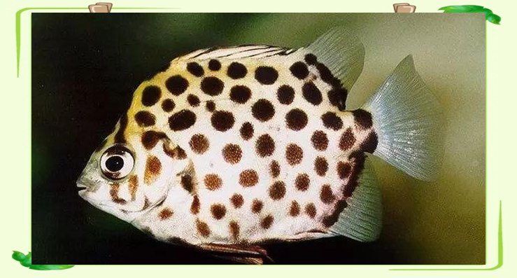 金鼓魚是淡水魚還是海水