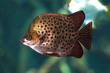 金鼓魚是淡水魚還是海水