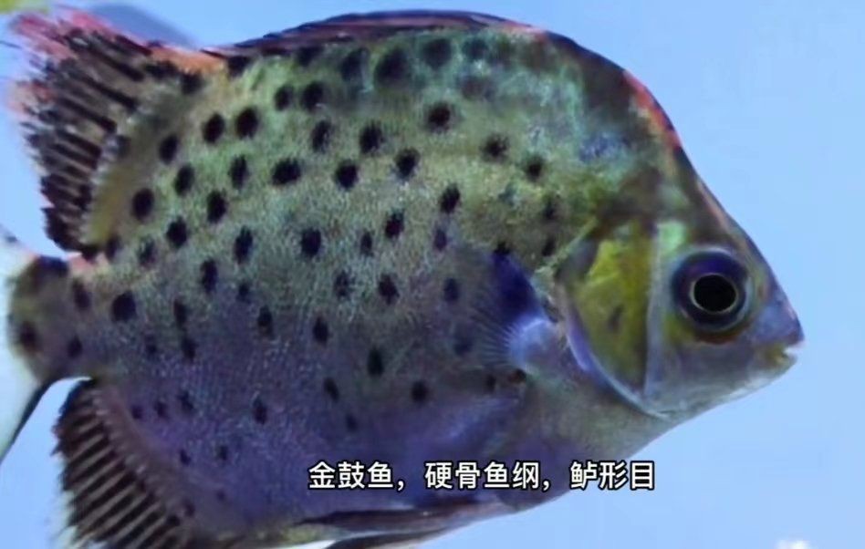 金鼓魚是淡水魚還是海水