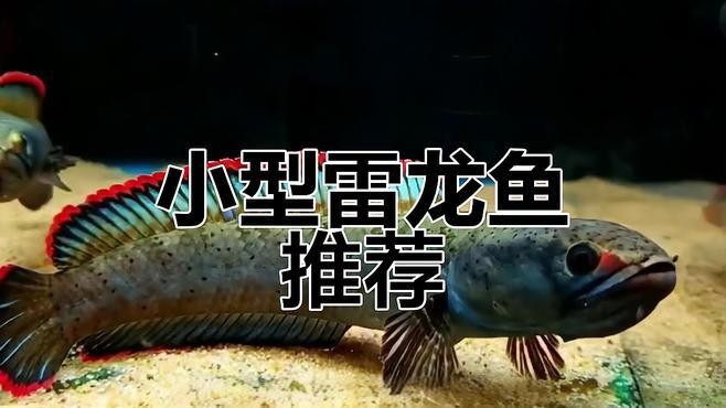 什么龍魚便宜好養(yǎng)活