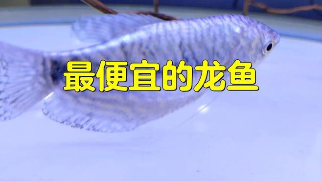 什么龍魚便宜好養(yǎng)活