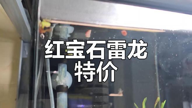 什么龍魚便宜好養(yǎng)活