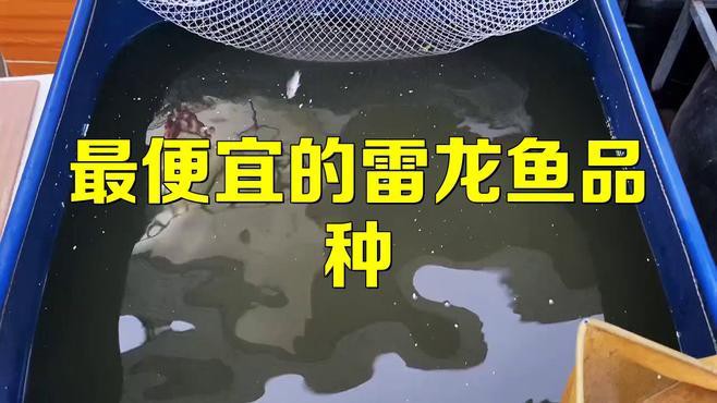 什么龍魚便宜好養(yǎng)活
