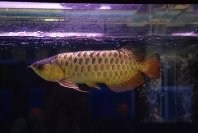 金龍魚兩天喂一次可以嗎【金龍魚喂食頻率取決于多種因素其中生長階段是關鍵因素之一】 金龍魚兩天喂一次可以嗎【金龍魚喂食頻率取決于多種因素其中生長階段是關鍵因素之一】 龍魚百科 第2張