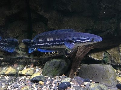 雷龍魚色彩形成原因：雷龍魚的色彩形成受生理變化、環境因素、飼養管理等多方面影響