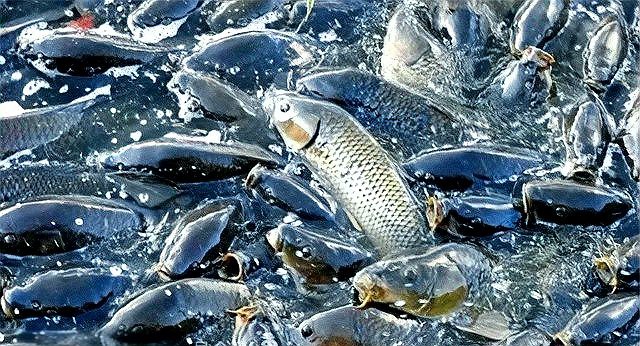 虎紋恐龍魚不吃食物怎么辦呀圖片