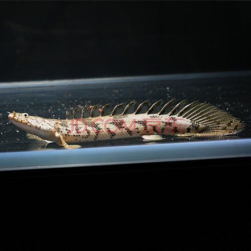 虎紋恐龍魚不吃食物怎么辦呀圖片