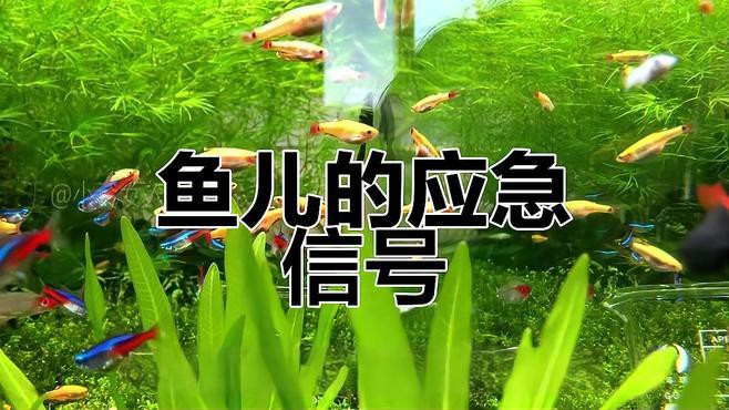 虎紋恐龍魚不吃食物怎么辦呀圖片