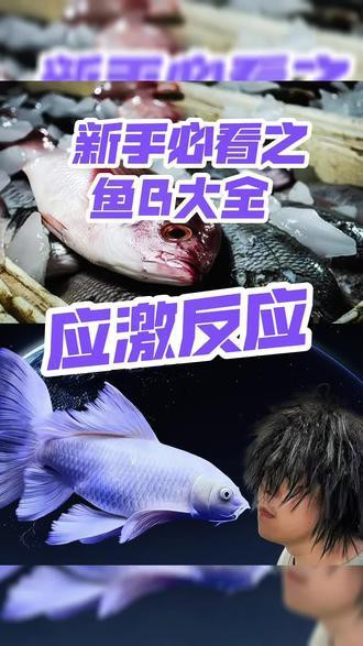 虎紋恐龍魚不吃食物怎么辦呀圖片