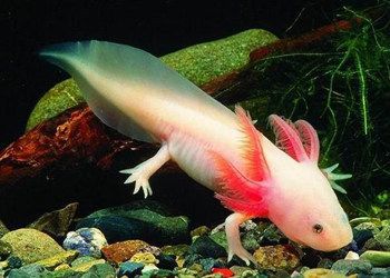 六角恐龍魚有什么特殊功能，六角恐龍魚在生物學研究中的應用