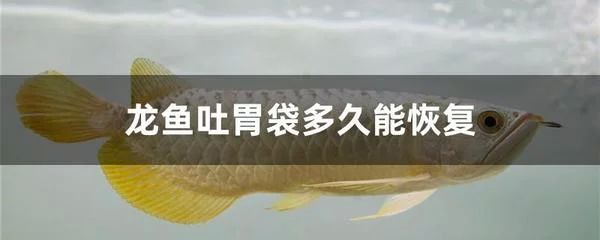 龍魚的胃袋幾天能長好：龍魚吐胃袋后的恢復時間一般需要7到10天左右