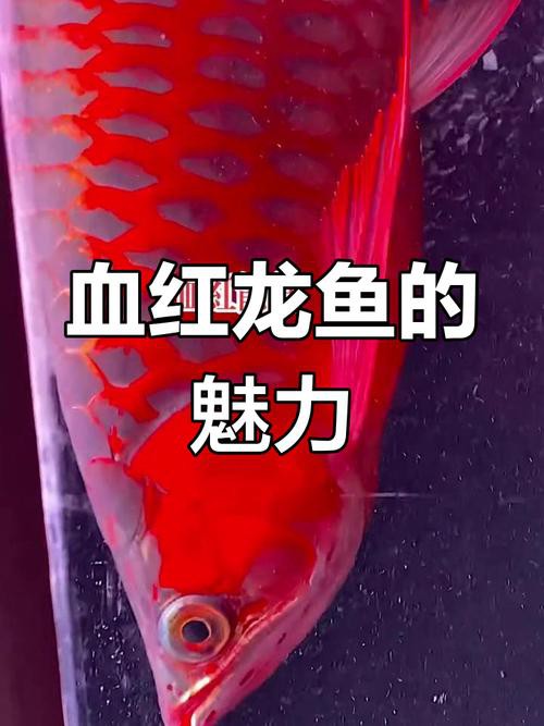 血紅龍魚大概多少錢一只啊