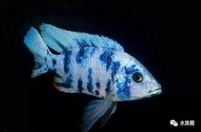 哪里有野生龍魚：野生龍魚可以在亞洲、美洲和澳洲和澳洲的多個(gè)地區(qū)找到