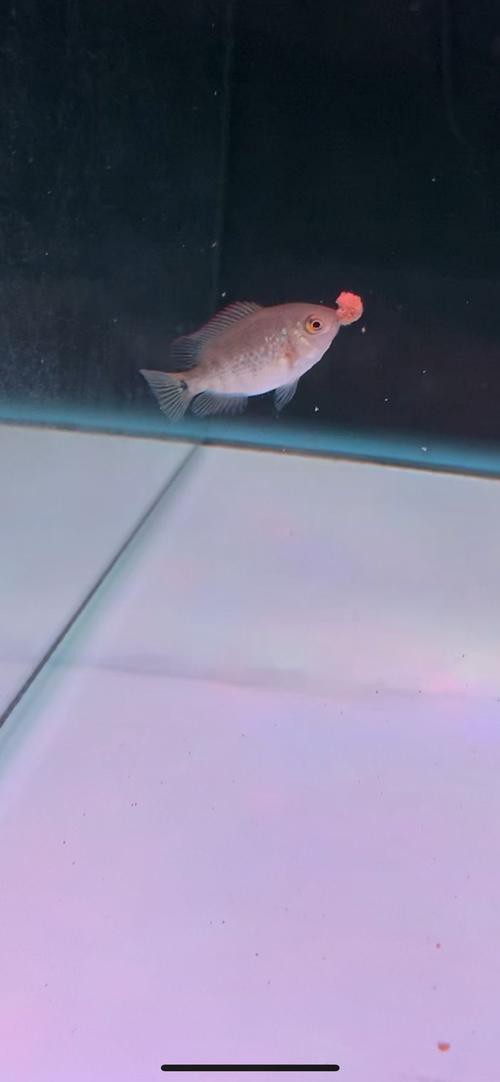 金背龍魚多少錢一條圖片