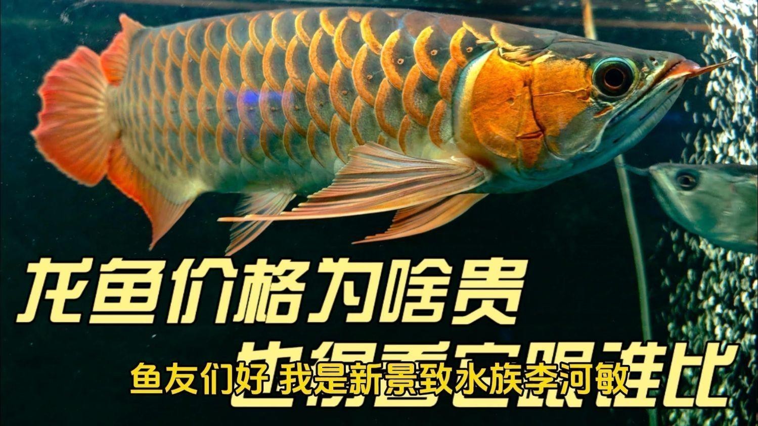 金背龍魚多少錢一條圖片