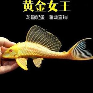 三十厘米的金龍魚可不可以直接喂活魚（三十厘米大小的金龍魚可以喂活魚嗎？）