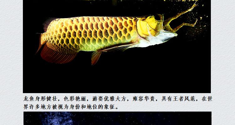 三十厘米的金龍魚可不可以直接喂活魚（三十厘米大小的金龍魚可以喂活魚嗎？）