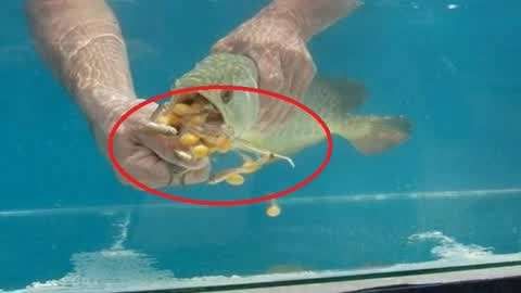 金龍魚嘴巴撞壞怎么辦：金龍魚嘴巴撞壞后怎么辦