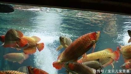 龍魚和地圖混養喂什么好：混養龍魚和地圖魚的混養喂食時需要關注以下幾個方面
