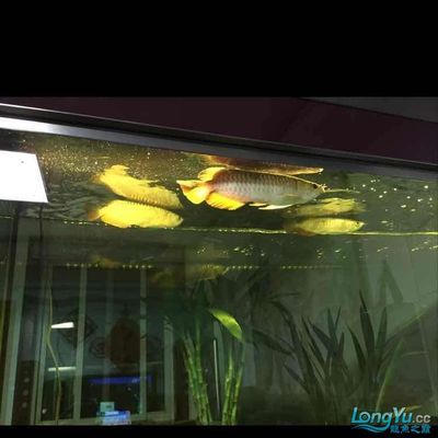 龍魚會吃虎魚嗎？：龍魚會吃虎魚嗎，龍魚吃虎魚的注意事項