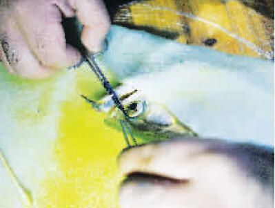 龍魚缸的水位多少合適:)-龍魚受傷后如何治療龍魚受傷后的飲食調整 龍魚百科 第9張 龍魚缸的水位多少合適:)-龍魚受傷后如何治療龍魚受傷后的飲食調整 龍魚缸的水位多少合適:)-龍魚受傷后如何治療龍魚受傷后的飲食調整 龍魚百科 第9張