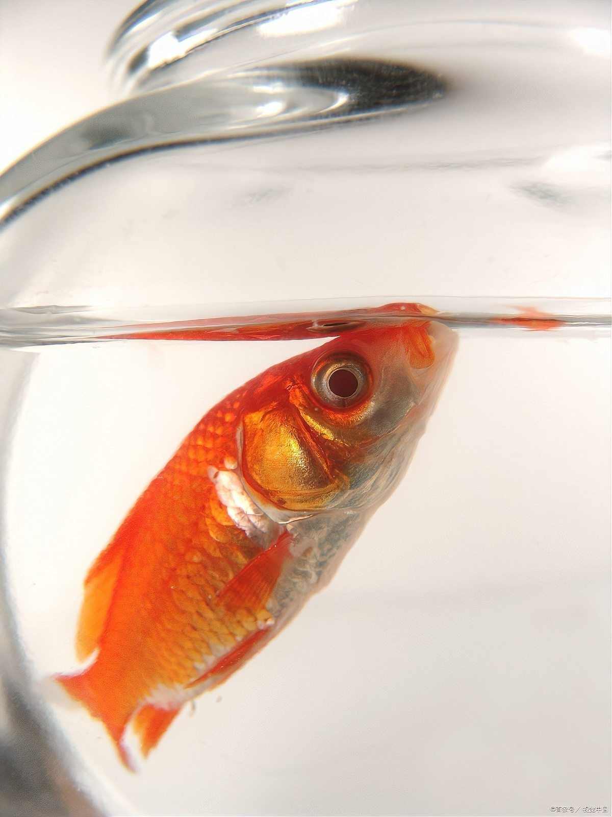 龍魚缺氧多久會死？