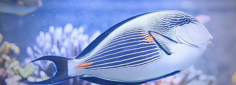 龍魚缺氧多久會死？