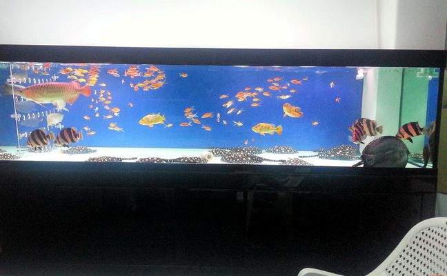 高端龍魚缸報價表：高端龍魚缸報價