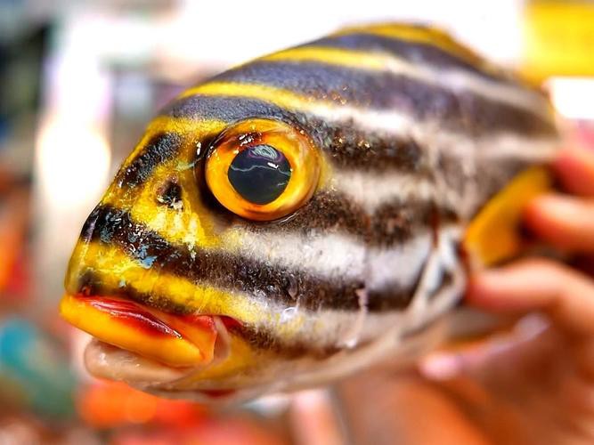 虎魚圖片及價格一一龍魚配什么魚