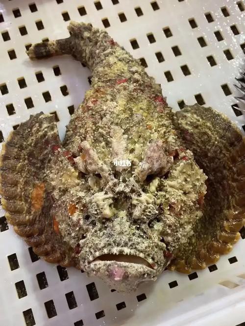 虎魚圖片及價格一一龍魚配什么魚