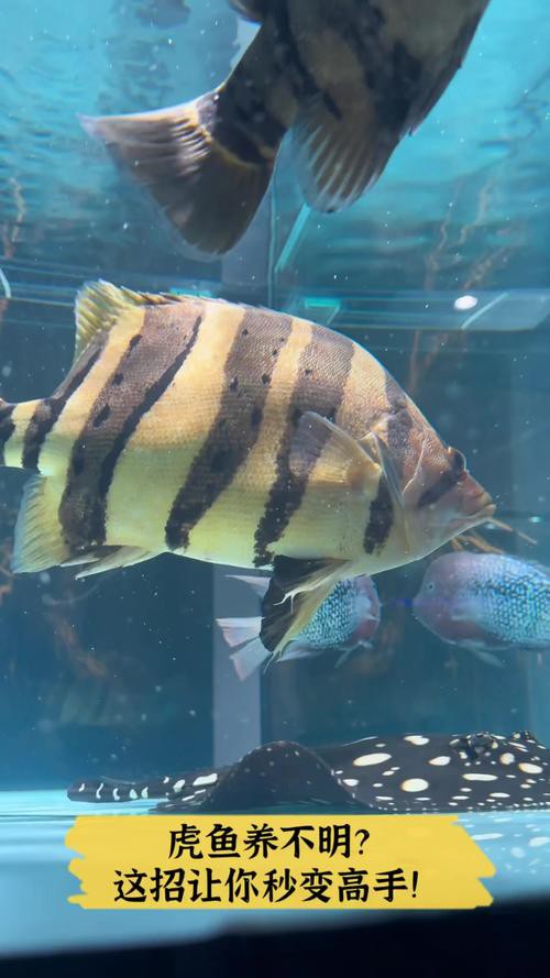 虎魚圖片及價格一一龍魚配什么魚