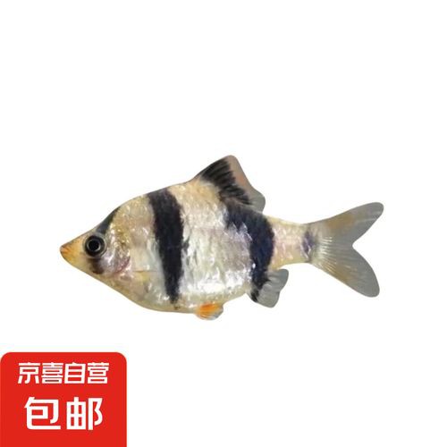 虎魚圖片及價格一一龍魚配什么魚