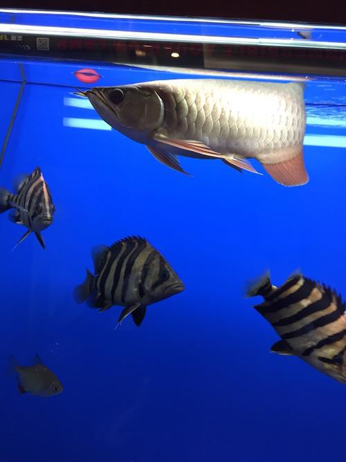 虎魚圖片及價格一一龍魚配什么魚