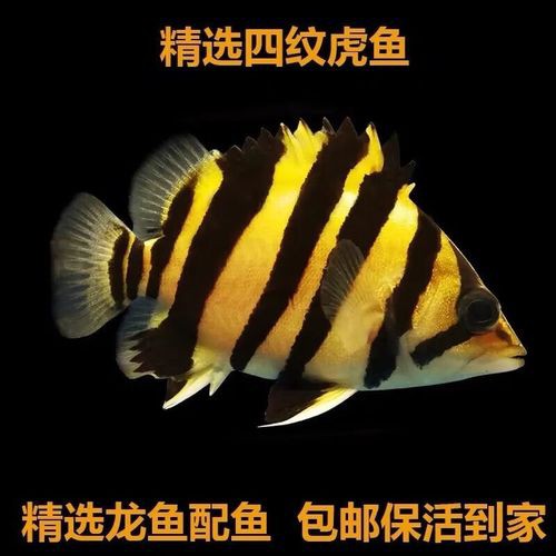 虎魚圖片及價格一一龍魚配什么魚