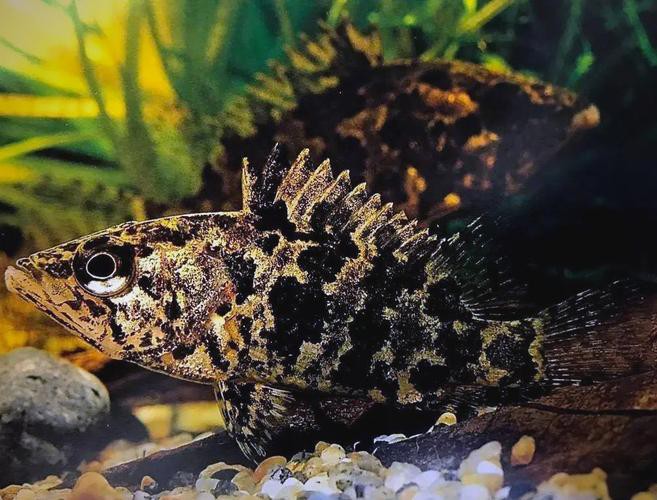 虎魚圖片及價格一一龍魚配什么魚