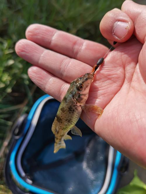 虎魚圖片及價格一一龍魚配什么魚