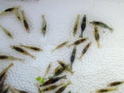龍魚可以吃蝦仁嗎有營養嗎：龍魚可以吃蝦仁嗎？