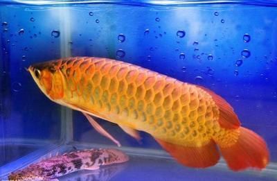 龍魚什么樣算掉眼了：龍魚掉眼怎么辦