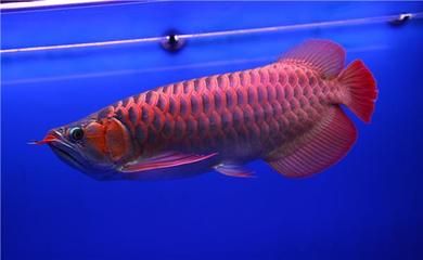 龍魚的分類方法（龍魚的分類方式多種多樣） 龍魚的分類方法（龍魚的分類方式多種多樣） 龍魚百科 第2張