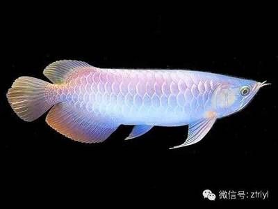 星點龍魚和銀龍哪個好（星點龍魚與銀龍魚各有優缺點） 星點龍魚和銀龍哪個好（星點龍魚與銀龍魚各有優缺點） 龍魚百科 第3張